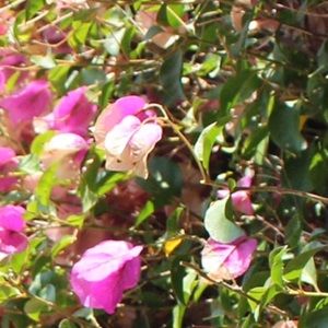 Meet your Posher, Meghan