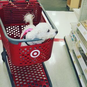 Meet your Posher, Sara