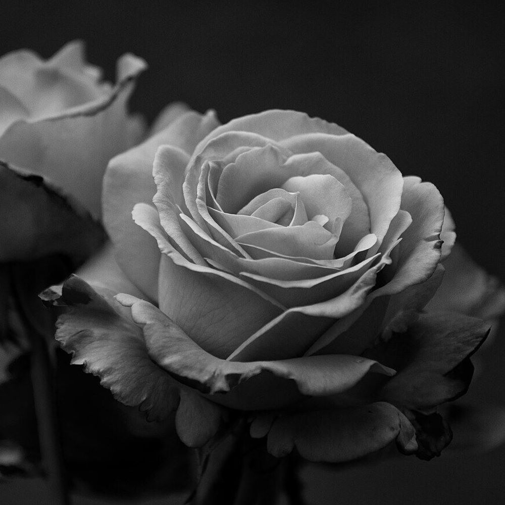 Meet your Posher, Yanira