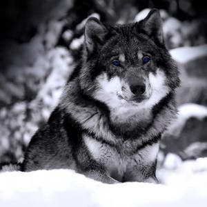 Meet your Posher, Annabella