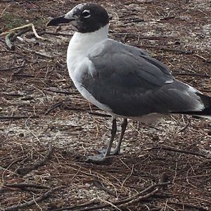 Meet your Posher, Nirmalasari