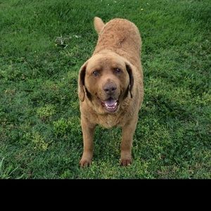 Meet your Posher, Brady