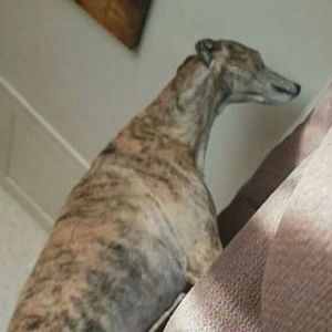 Meet your Posher, Jillian