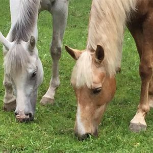 Meet your Posher, Beth