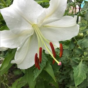 Meet your Posher, Larisa