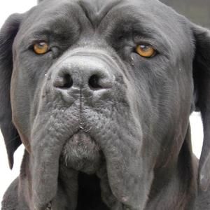 Meet your Posher, Martha