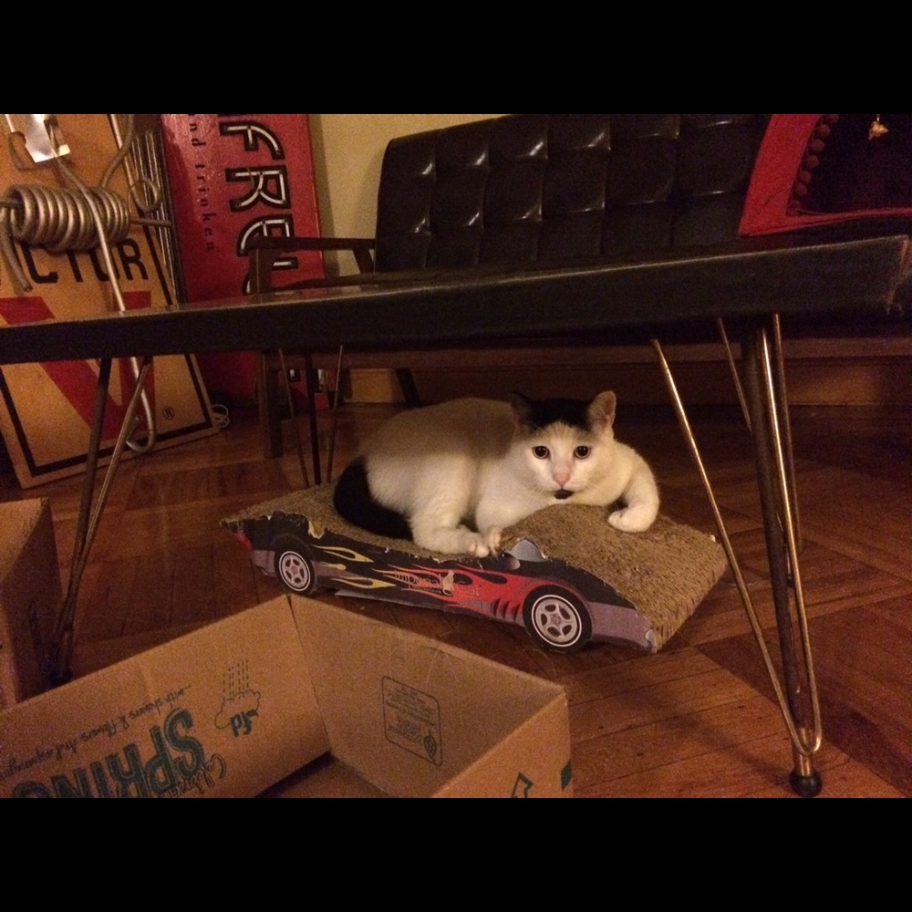 Meet your Posher, Cynthia