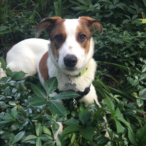 Meet your Posher, Gabi - Picture 4 of 4