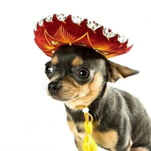 Meet your Posher, Kira