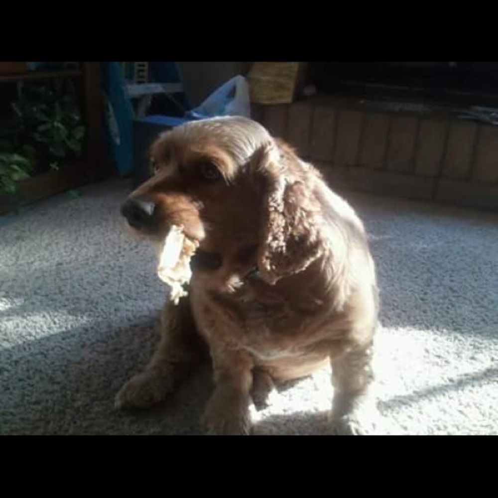 Meet your Posher, Ryan