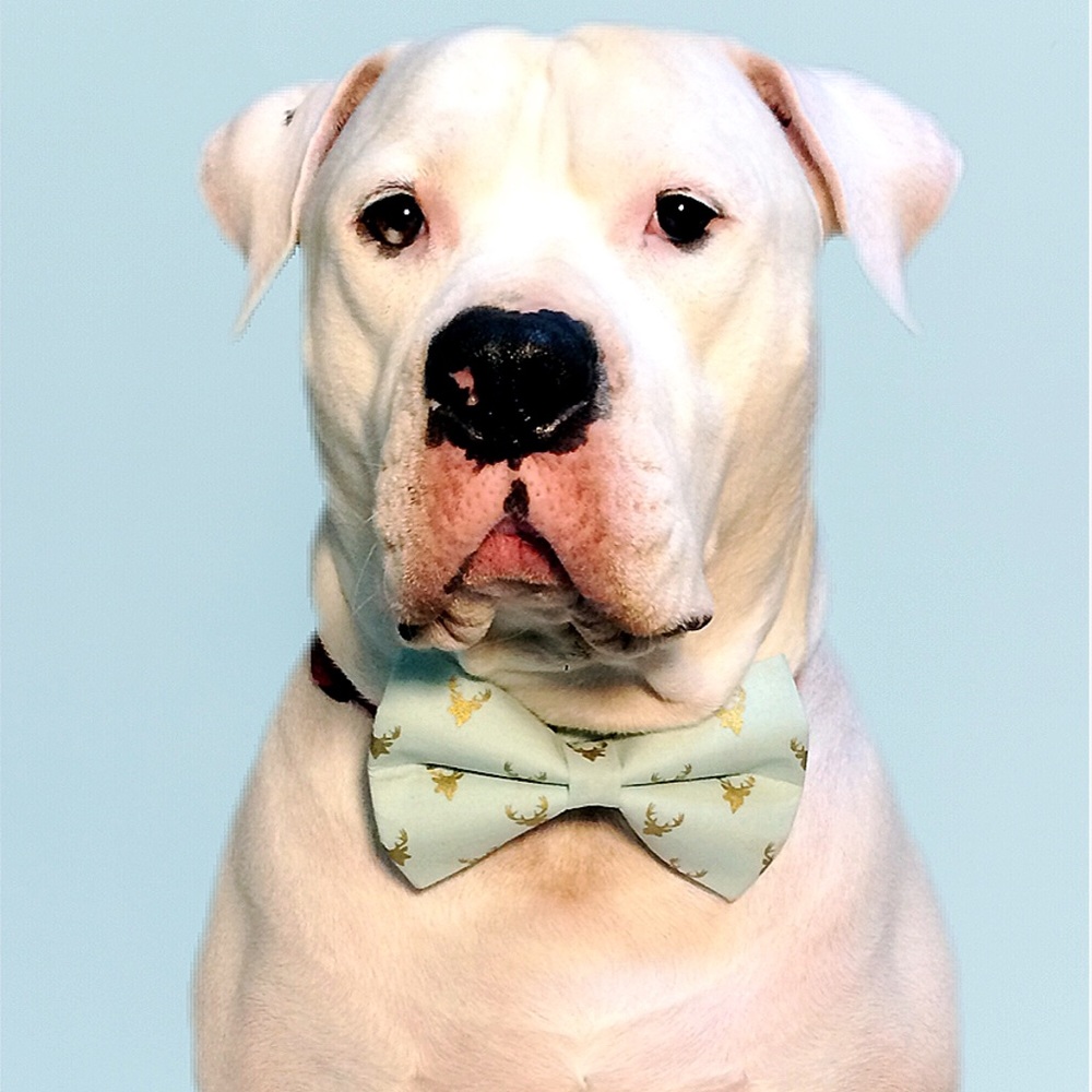 Not AVAILABLE Custom accessories for dogs