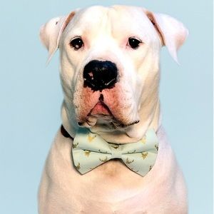 Not AVAILABLE Custom accessories for dogs