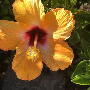 Meet your Posher, Tonya