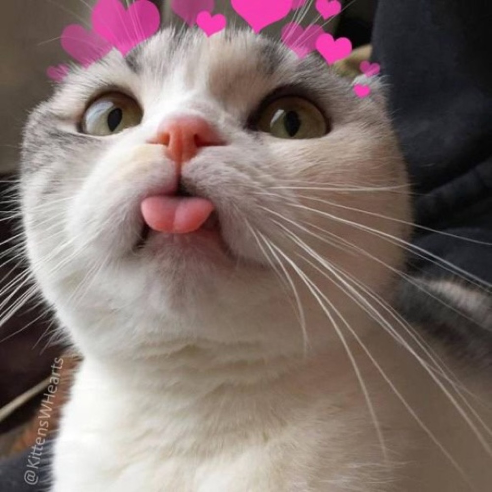 Meet your Posher, Katlyn