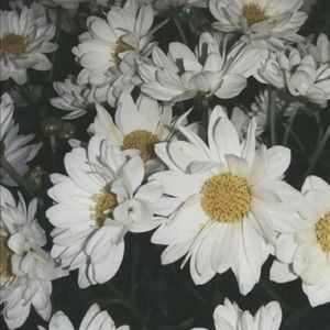 Meet your Posher, Daymareli