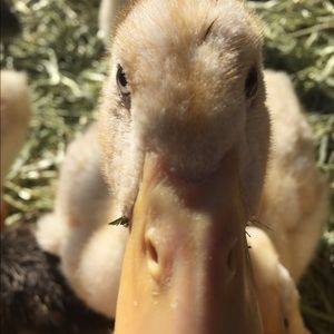 Meet your Posher, Betty