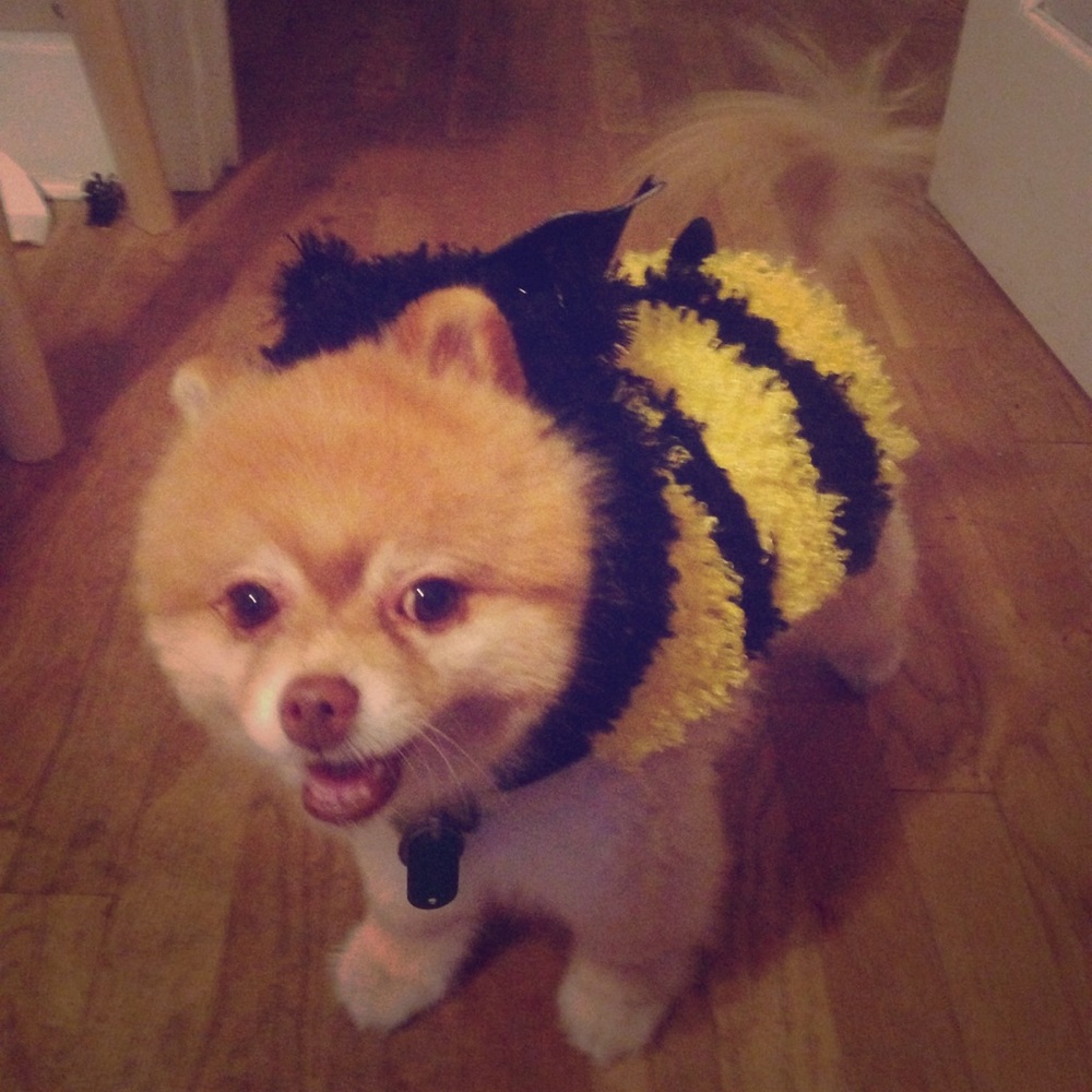 Cute dog bumble bee costume