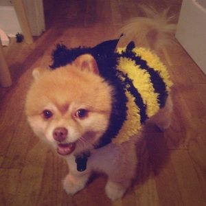 Cute dog bumble bee costume