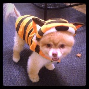 Tiger tigger dog costume