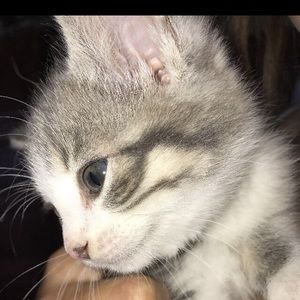 Meet your Posher, Bobby