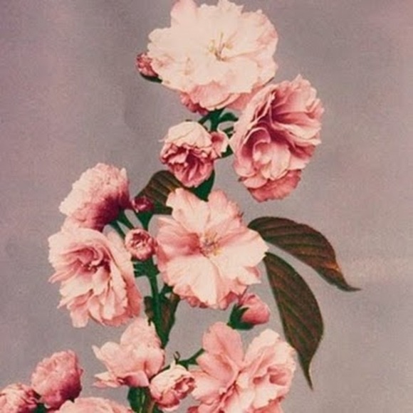 Meet your Posher, Dana - Picture 2 of 2