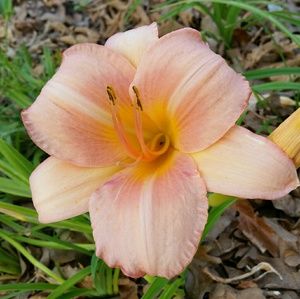 Meet your Posher, Kat