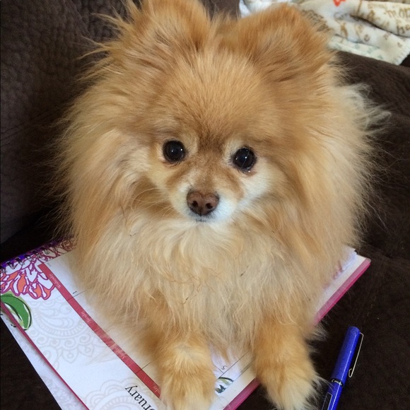 Meet your posher, Tiffany. - Picture 2 of 5