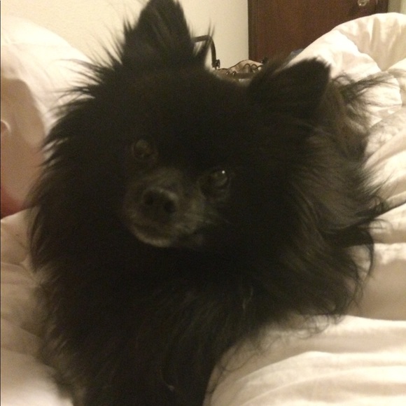 Meet your posher, Tiffany. - Picture 4 of 5