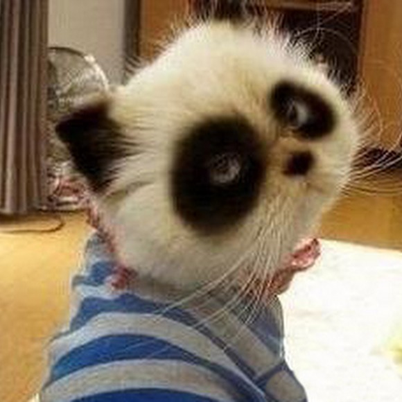 Meet your Posher, Apple - Picture 1 of 1