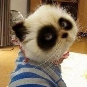 Meet your Posher, Apple