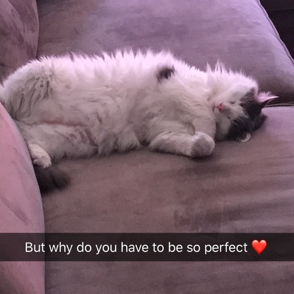 Meet your posher, Phylicia - Picture 2 of 4