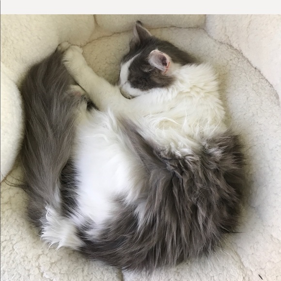 Meet your posher, Phylicia - Picture 3 of 4