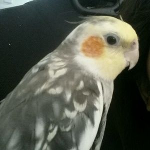 Meet your Posher, Carol