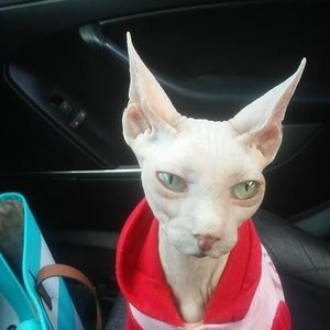 Meet your Posher, Shannon