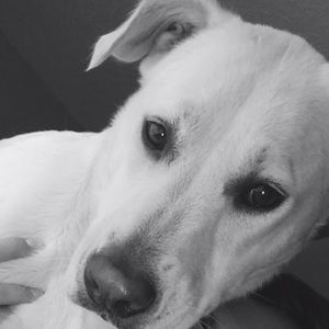 Meet your Posher, Francis