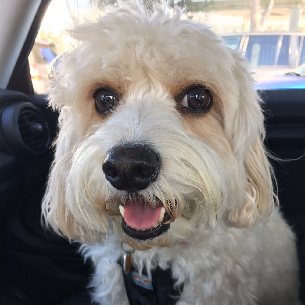 Meet your Posher, Jayme