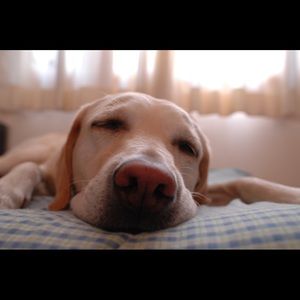 Zzzz....
