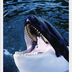 Meet your Posher, Diamond