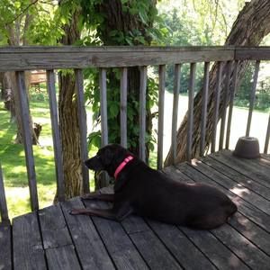 Meet your Posher, Joyce