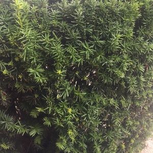 Meet your Posher, Ivana