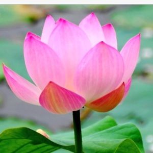 Meet your Posher, Shar