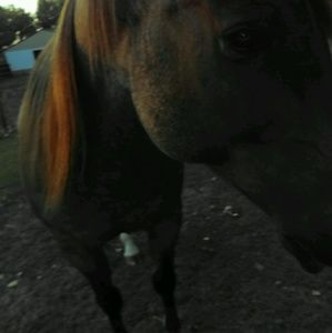 Meet your Posher, Gyeneveve