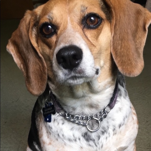 ✨MEET YOUR POSHER! ✨ - Picture 3 of 4