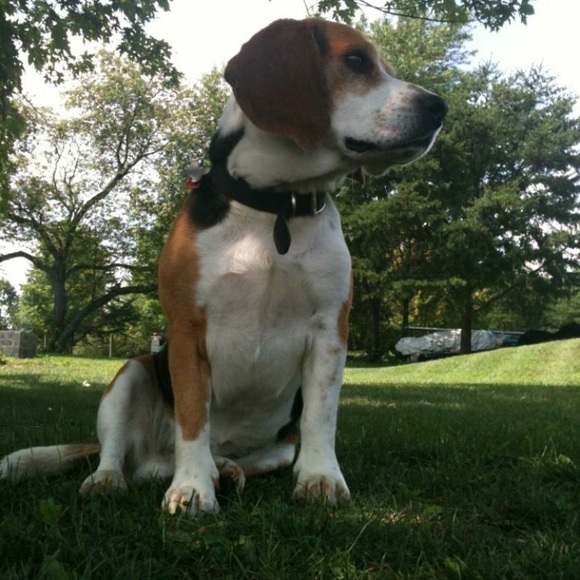 ✨MEET YOUR POSHER! ✨ - Picture 4 of 4