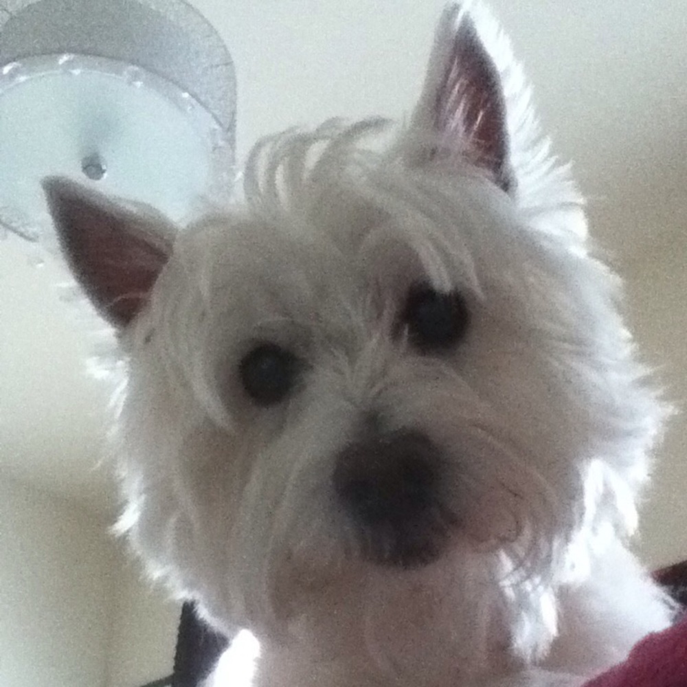 "Angel" needs your help! - Picture 3 of 8