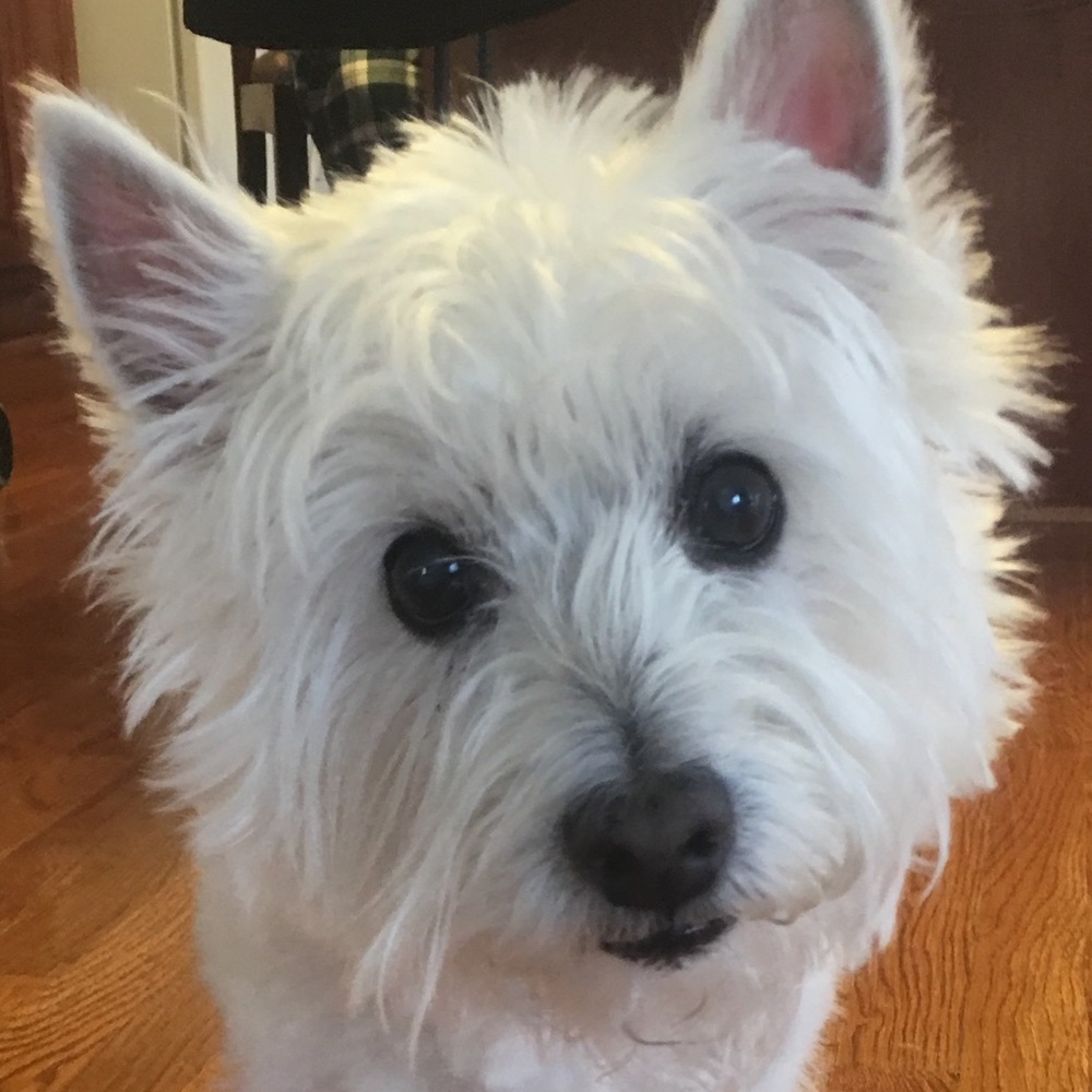 "Angel" needs your help! - Picture 5 of 8