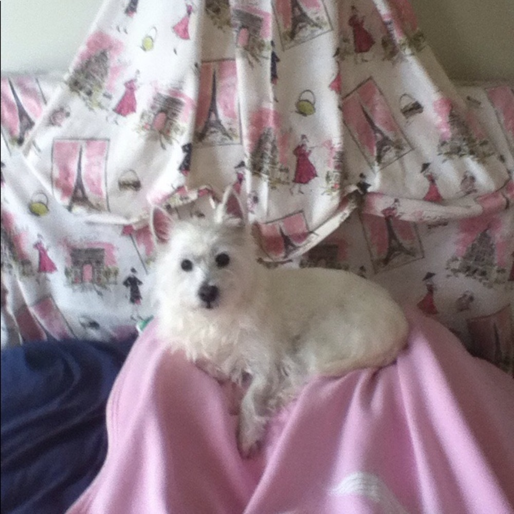 "Angel" needs your help! - Picture 4 of 8