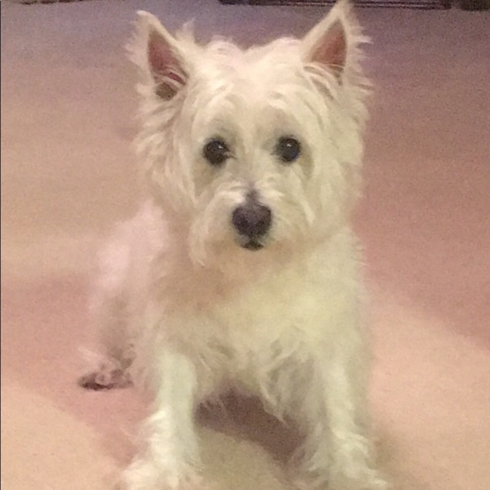 "Angel" needs your help! - Picture 6 of 8