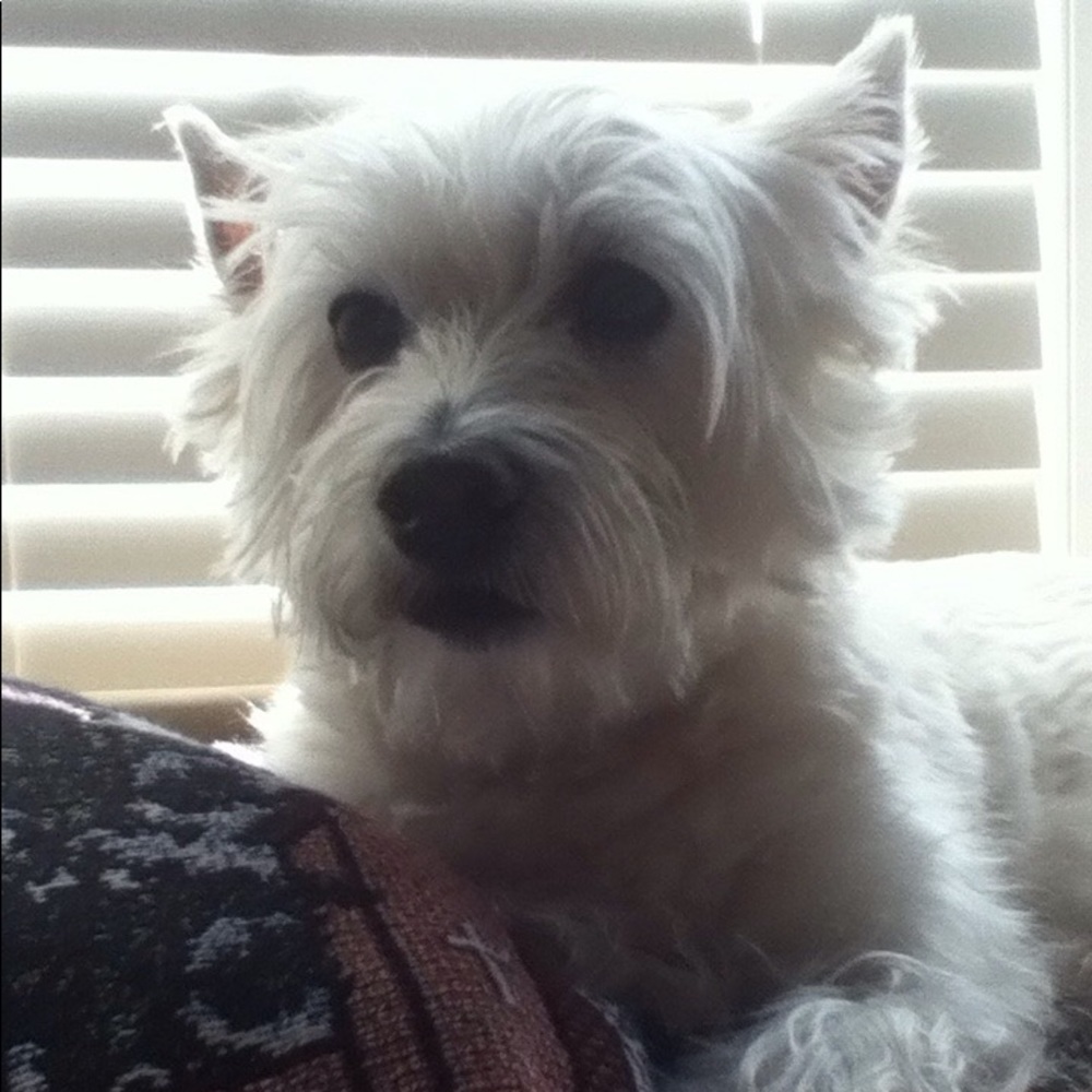 "Angel" needs your help! - Picture 7 of 8