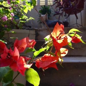 Meet your Posher, Ana